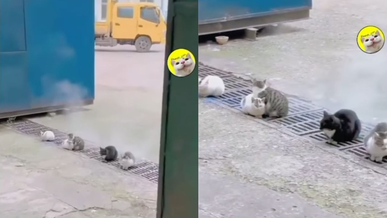 gatti scoprono come evitare il freddo