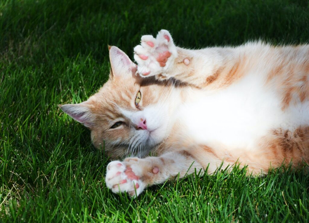 gatto sull'erba