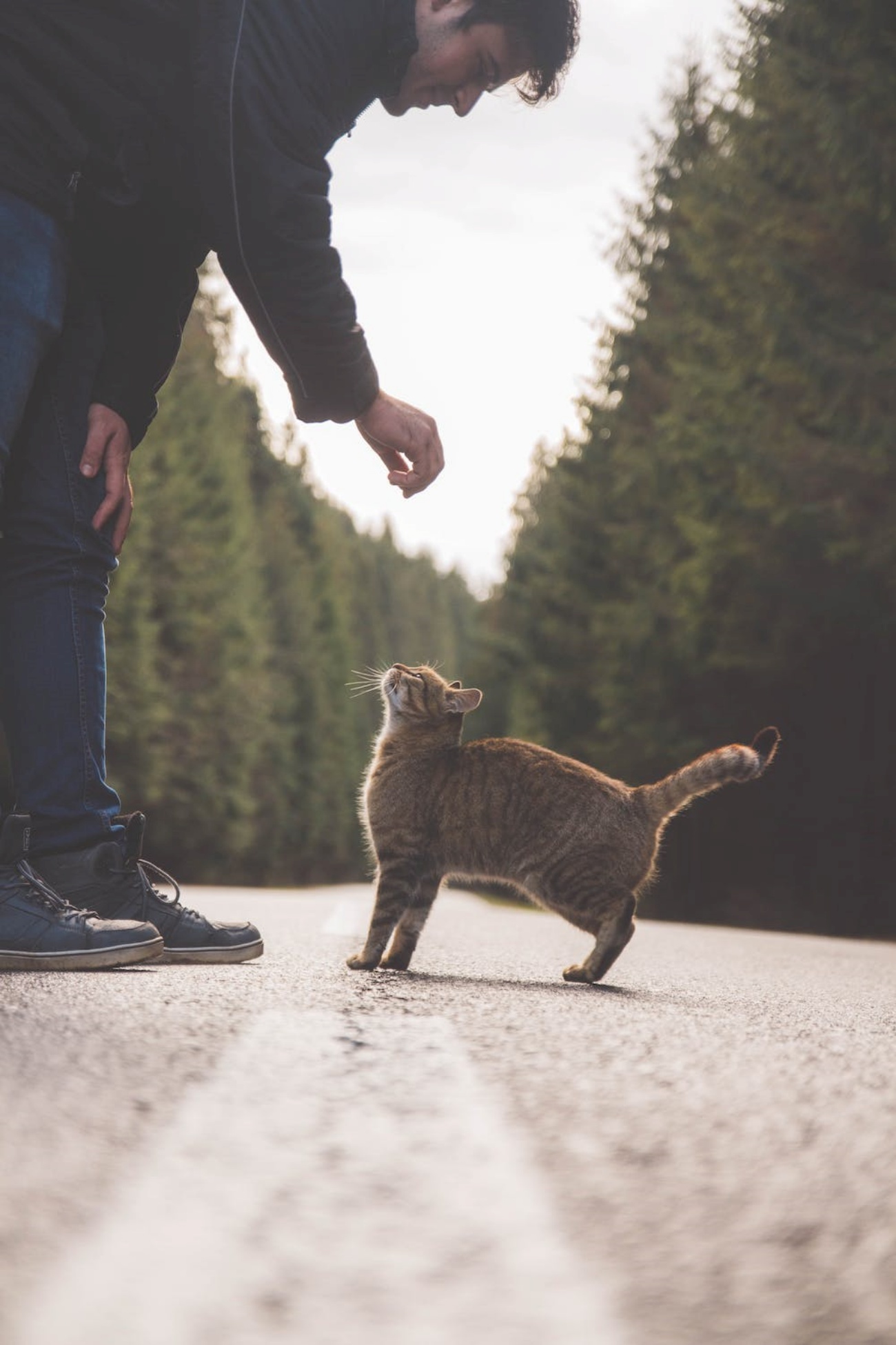 gatto e umano