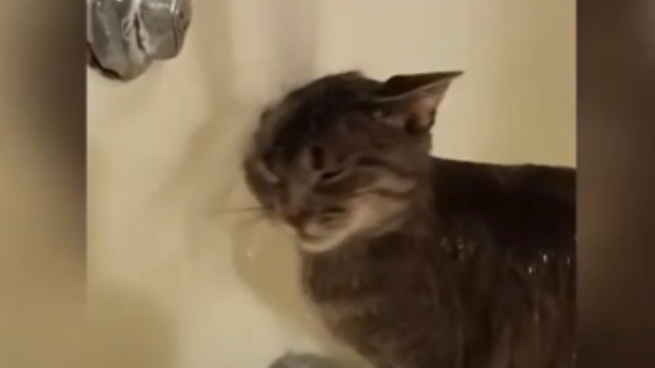 Gatto si lava nella vasca