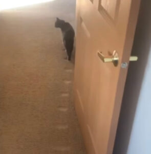 Gatto cammina nella casa