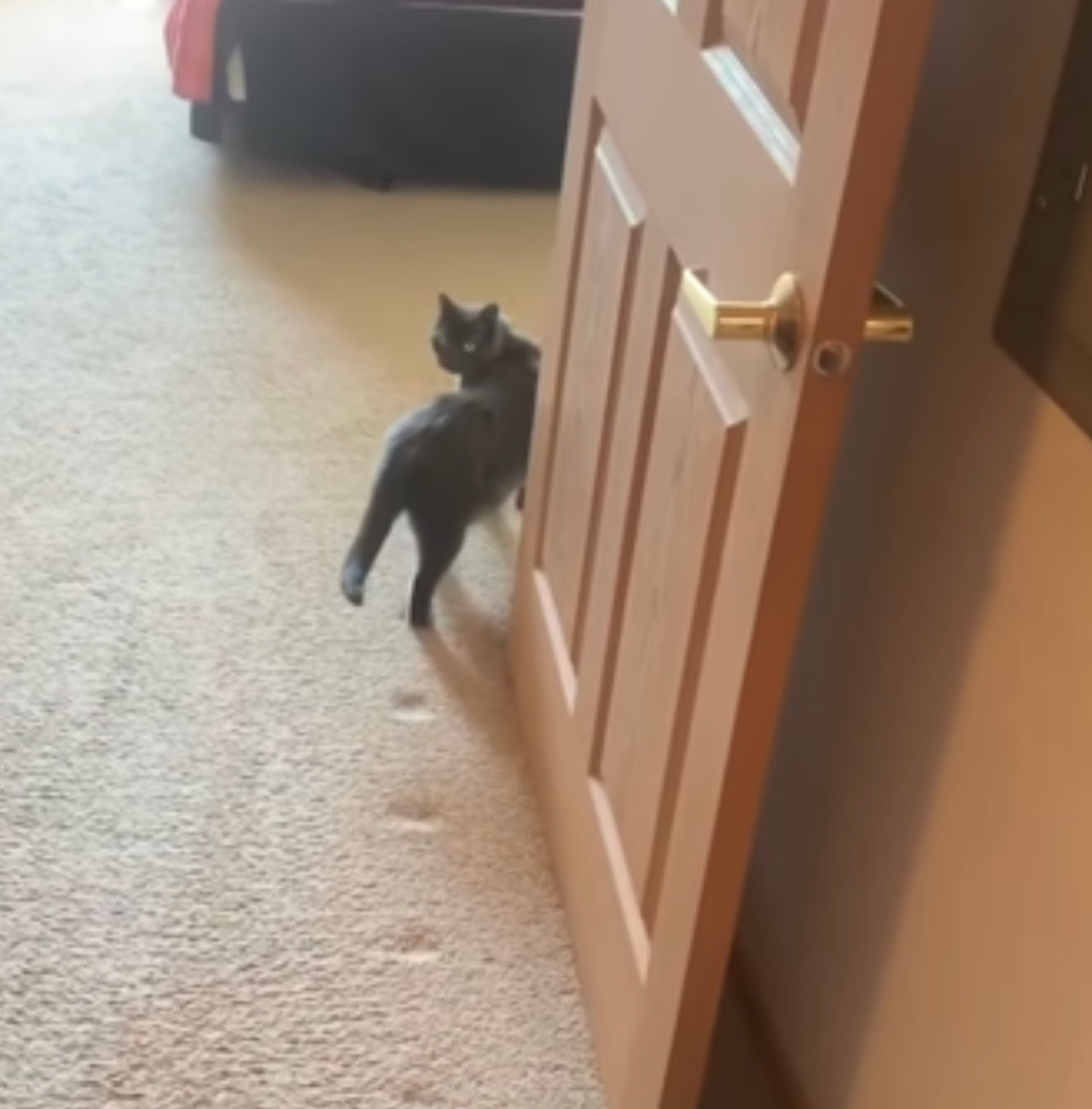 Gatto esce da casa