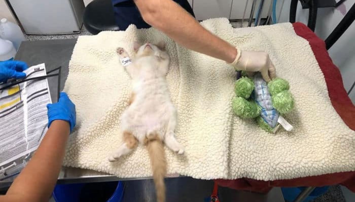 gattino va dal veterinario con peluche