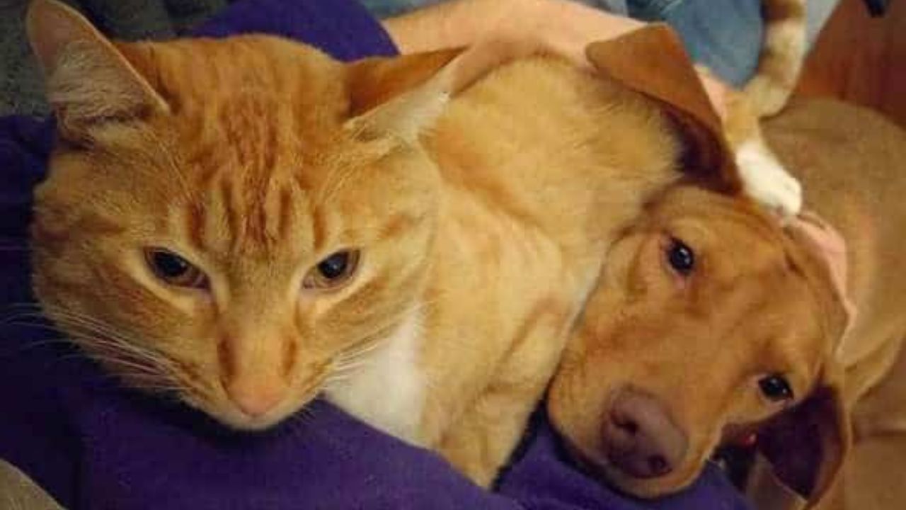 gatto consola cane quando i genitori non ci sono