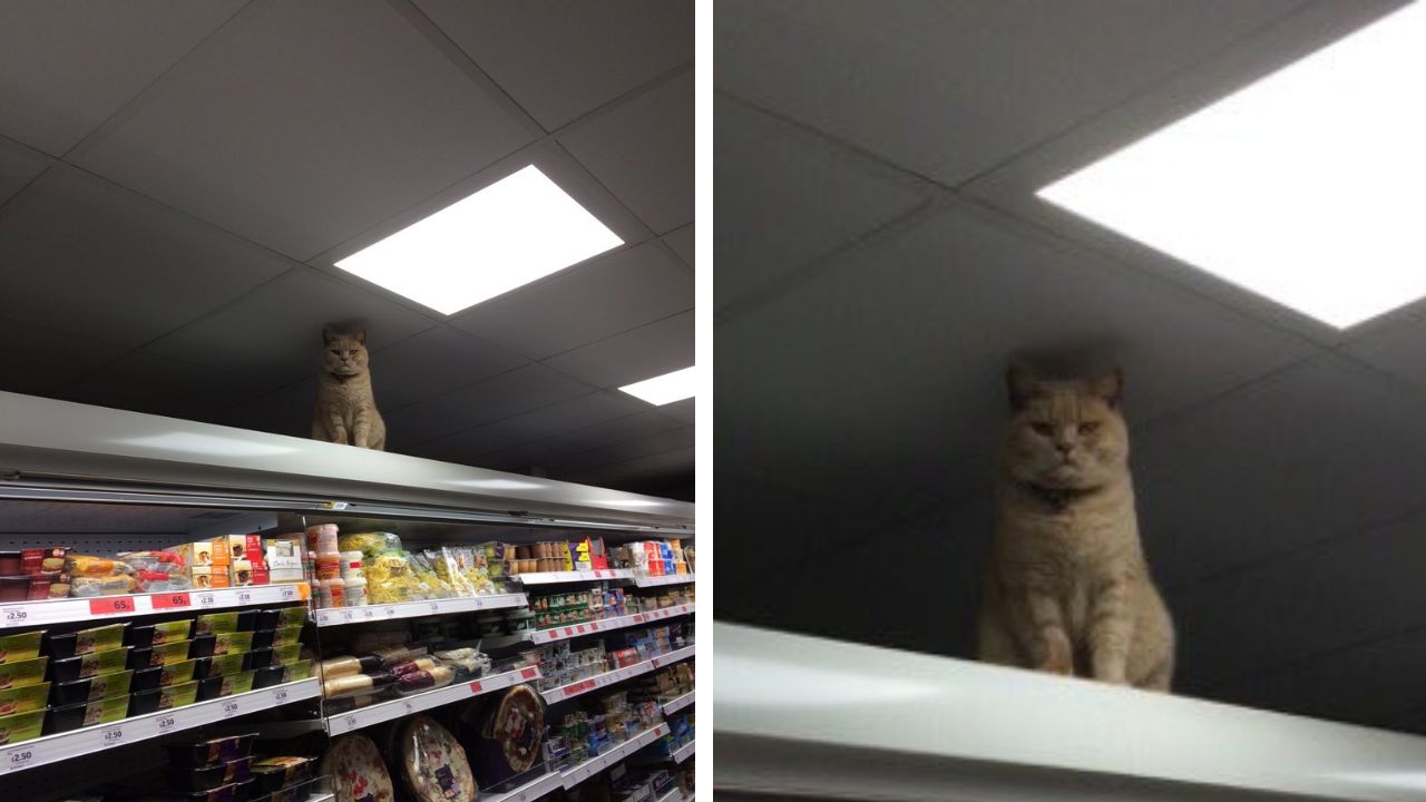 gatto si aggira nel supermercato