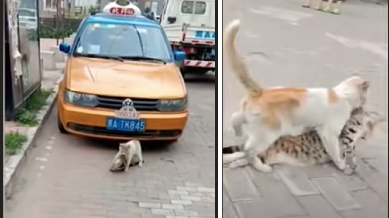 gatto trascina corpo gattina morta