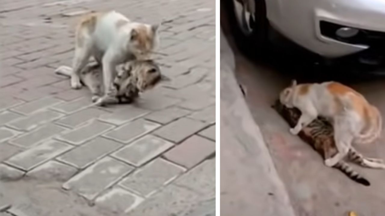 gatto trascina corpo dell'amica morta