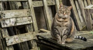 Rafa, il gatto che ha ricevuto un risarcimento insolito