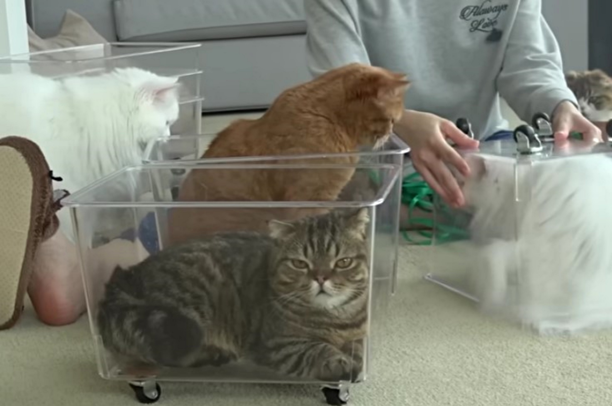 gatti nelle scatole
