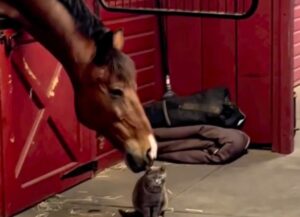 Un cavallo mordicchia il suo amico gatto solo per fargli le coccole (VIDEO)