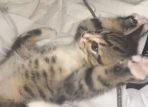 Un gattino adorabile ama farsi fare il solletico dal padrone (VIDEO)