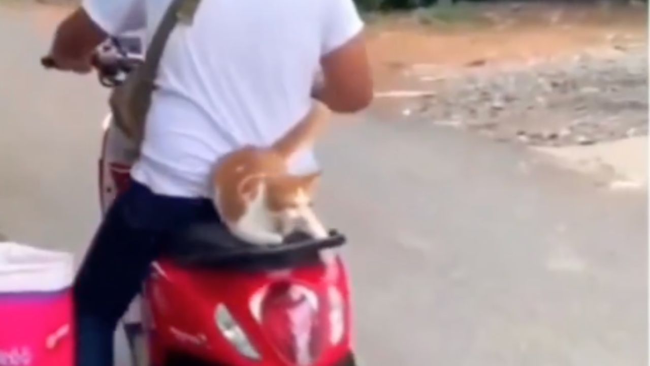 gatto va in moto