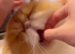 Un gatto addestrato ascolta tutto ciò che gli chiede di fare il padrone (VIDEO)