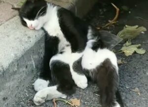 Un gatto bianco e nero riposa beatamente sul ciglio della strada (VIDEO)