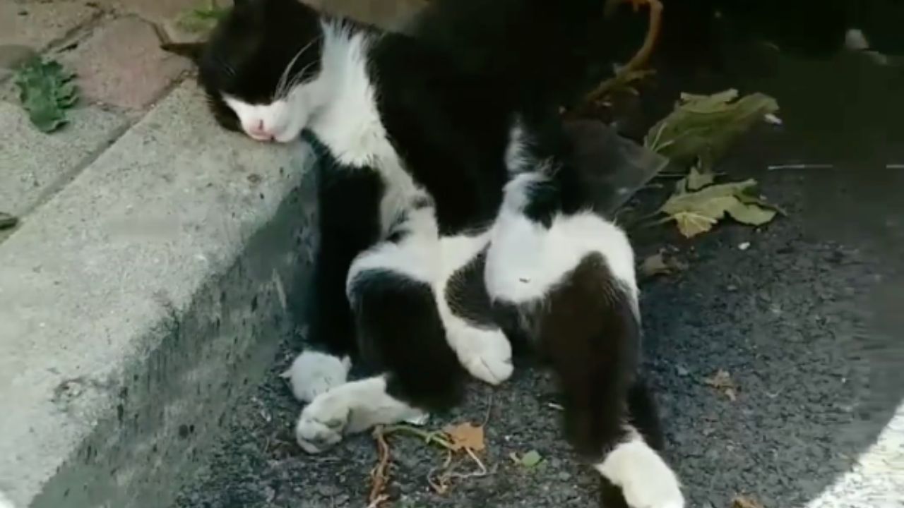 gatto dorme sul marciapiede 