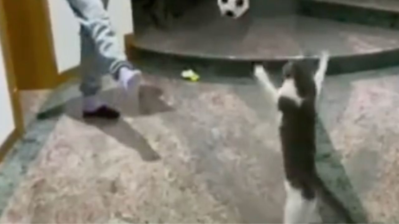 un gatto blocca il pallone