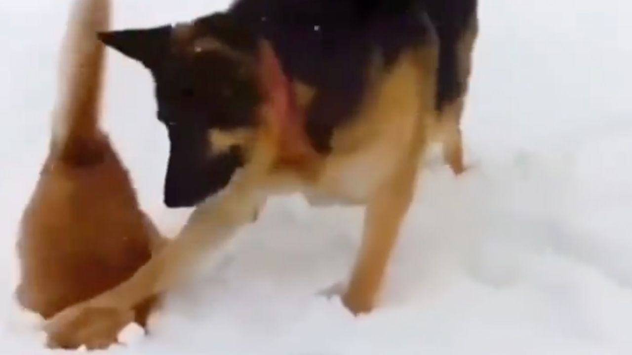 cane e gatto giocano