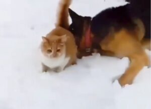 Un gatto e un cane giocano insieme ma uno dei due finisce sotto la neve (VIDEO)