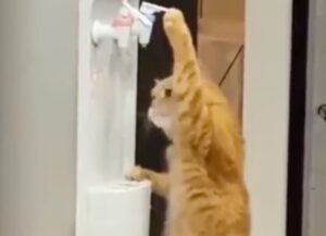 Un gatto molto intelligente beve direttamente dal distributore automatico dell’acqua (VIDEO)