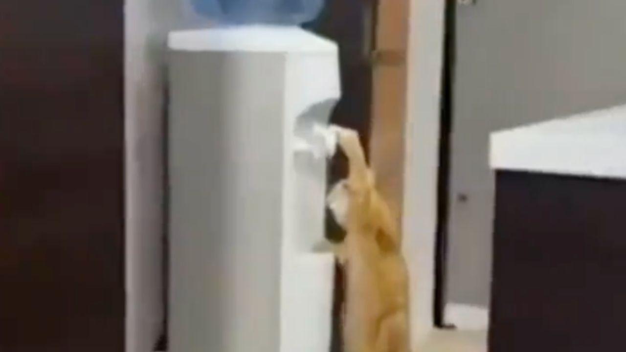 gatto beve dal  distributore dell'acqua
