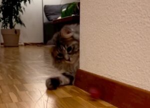 Un gatto molto reattivo gioca in modo particolare insieme al suo amico umano (VIDEO)