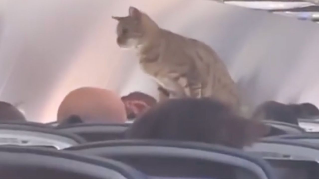 gatto sale su un aereo