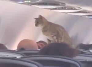 Un gatto prende un aereo e si fa strada tra i passeggeri presenti (VIDEO)