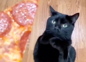 Un gatto supplica il padrone per avere un bel pezzo di pizza (VIDEO)