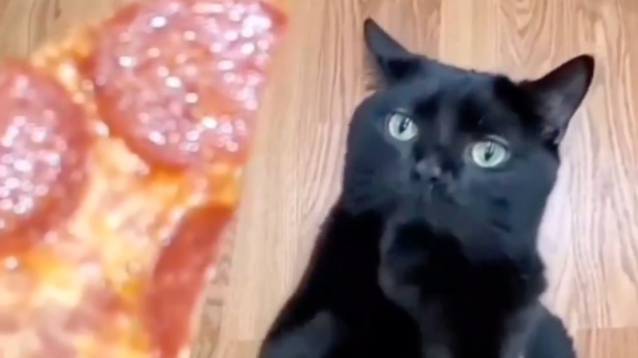 un gatto vuole la pizza