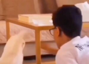 Un gatto viene infastidito dal suo padrone, reagisce dandogli un pugno in faccia (VIDEO)