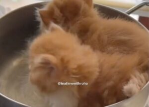 Un padrone simpatico tinge di marrone il pelo dei suoi due gatti bianchi (VIDEO)