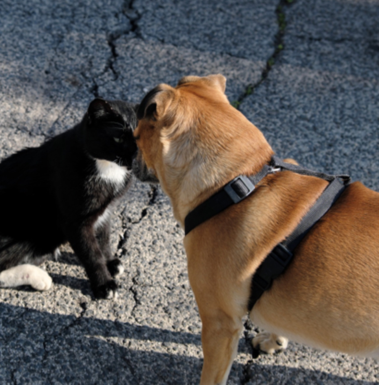 Gatto e cane si annusano