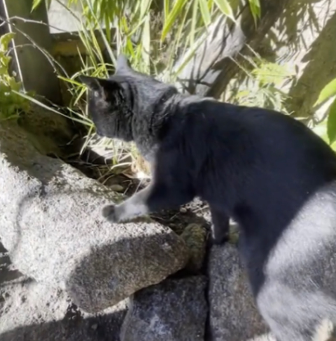 Gatto resta nel parco giochi