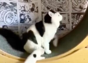 Una gatta gira su di una ruota senza accorgersi della presenza del suo cucciolo (VIDEO)