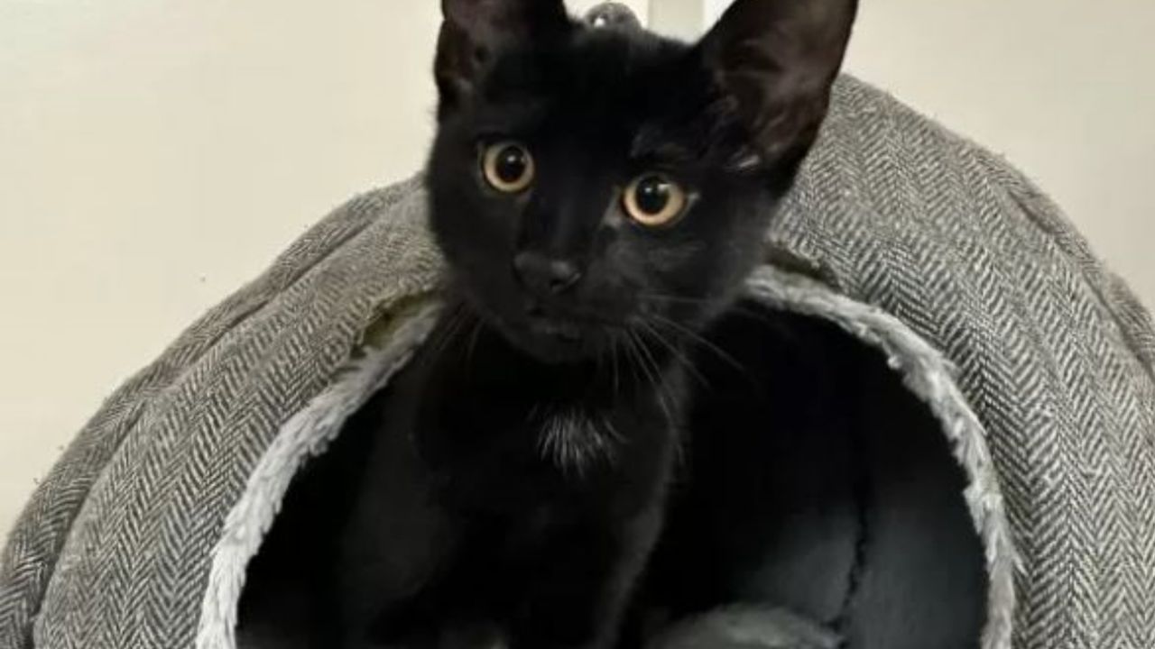 Un gattino nero esce dalla cuccia