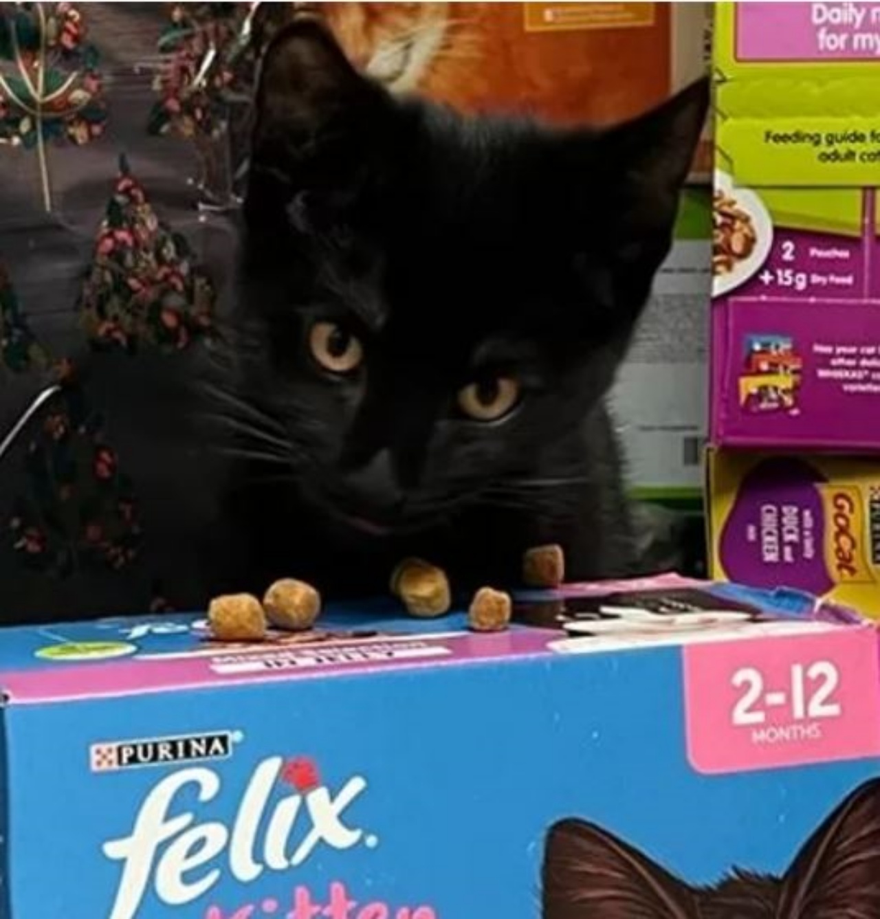 un gattino nero di nome Albert
