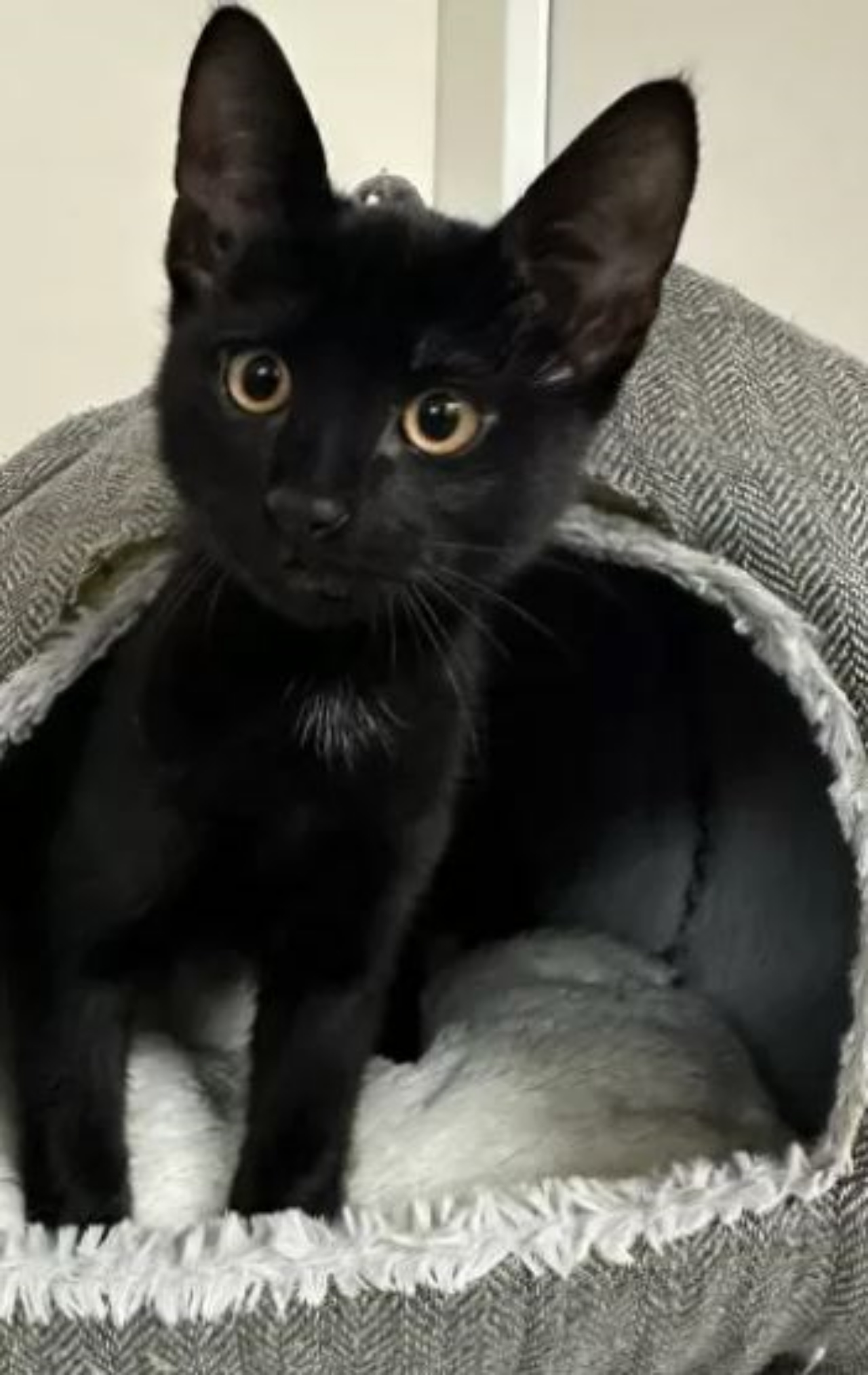 un gattino nero di nome Albert che esce dalla cuccia