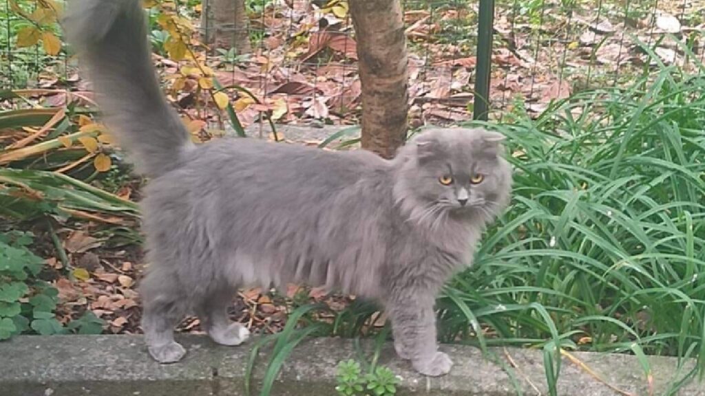 gatto artù pelo grigio scuro