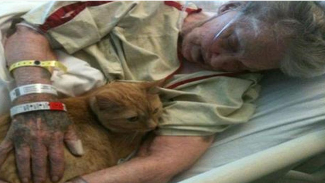 gatto arancione con anziana