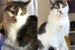 Bologna, un furto decreta la scomparsa del gatto Wolfie, presentata regolare denuncia alle autorità