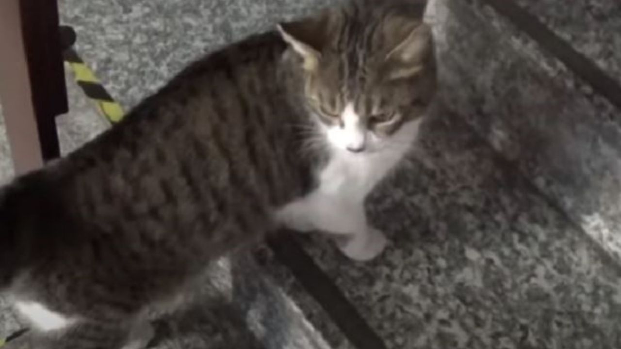 Una gattina di nome Camilla sale le scale