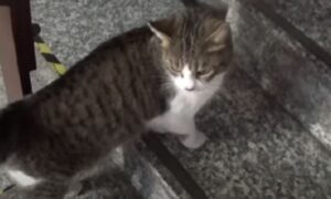 Camilla, la meravigliosa gattina adottata al comune di Cremona