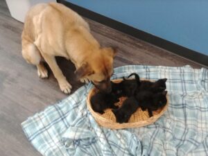 Questi gattini orfani sono stati adottati dalla mamma più dolce: una cagnolina randagia