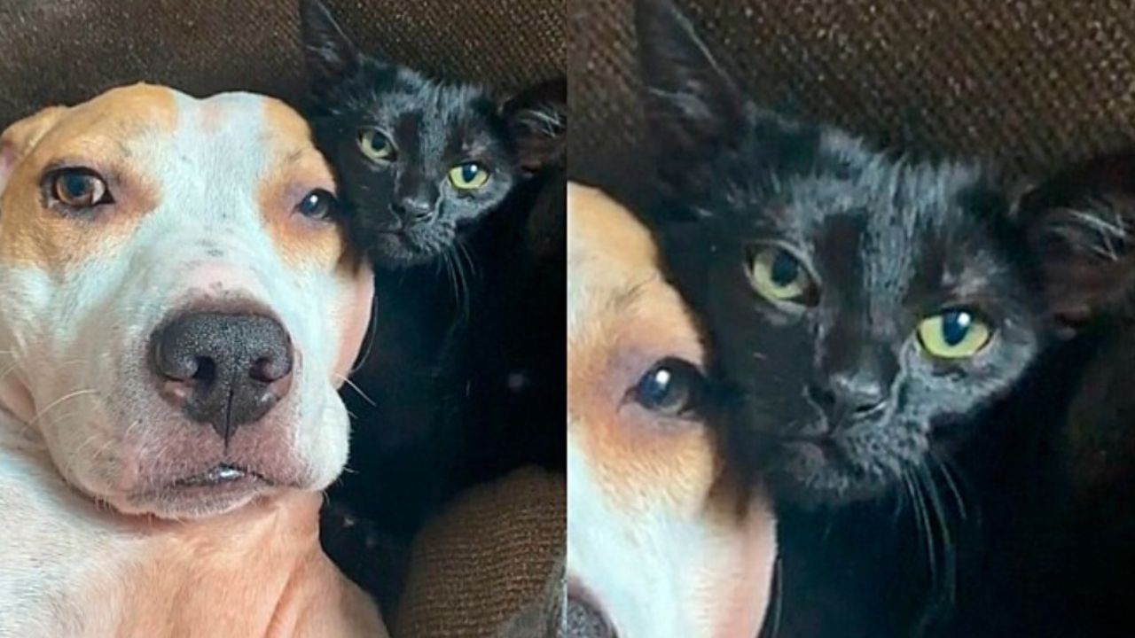 cane e gatto nero insieme