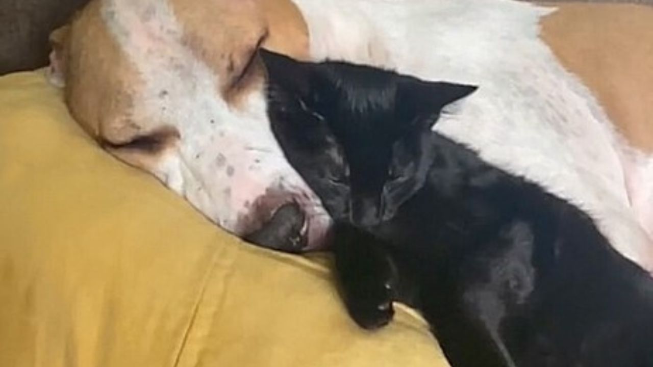 cane e gatto dormono insieme