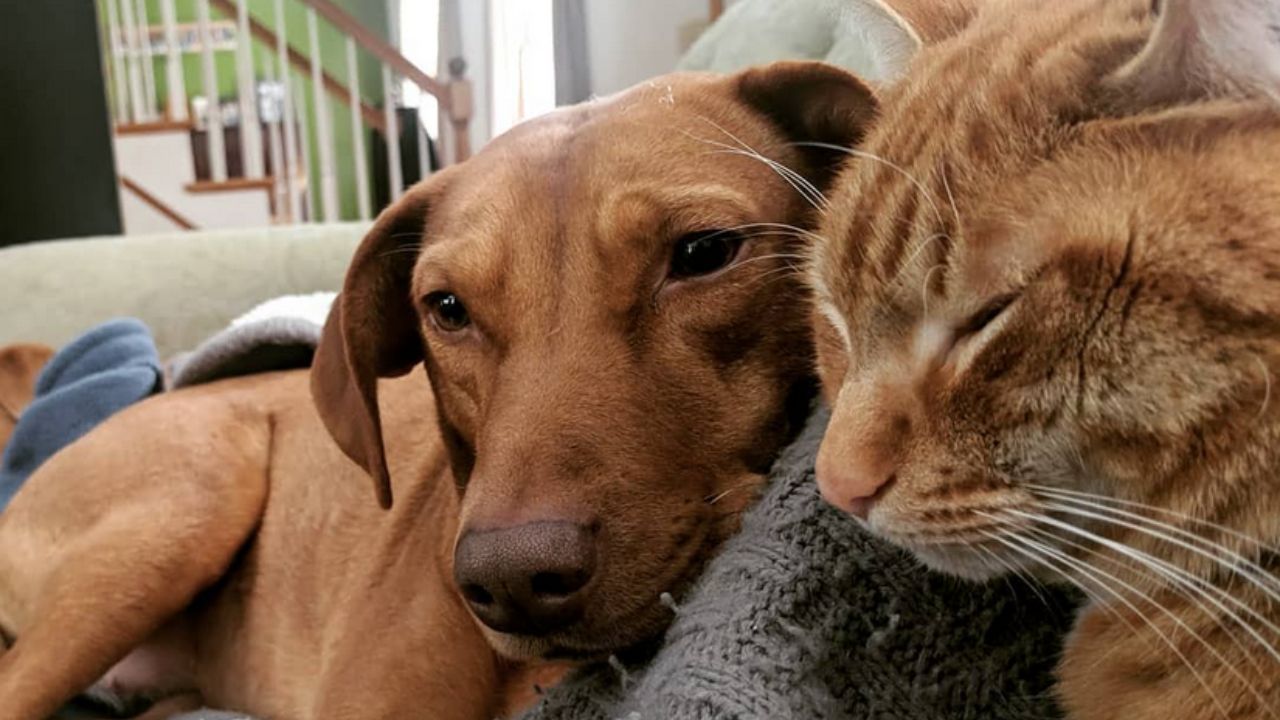 cane marrone e gatto arancione che si riposano