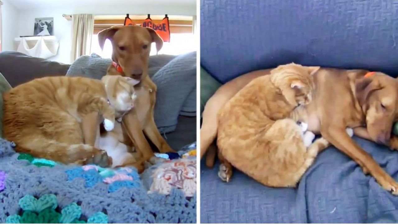cane e gatto si coccolano sul divano