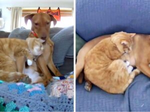Questo gatto ha un compito fondamentale: è il supporto emotivo di questo cane ansioso e lo fa stare meglio ogni giorno