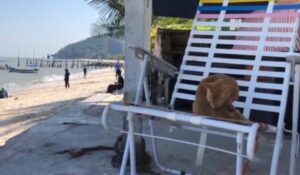 Cat Beach Sanctuary: un luogo magico dove i gatti trovano casa e amore