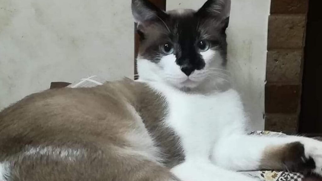 gatto ciro simil snowshoe